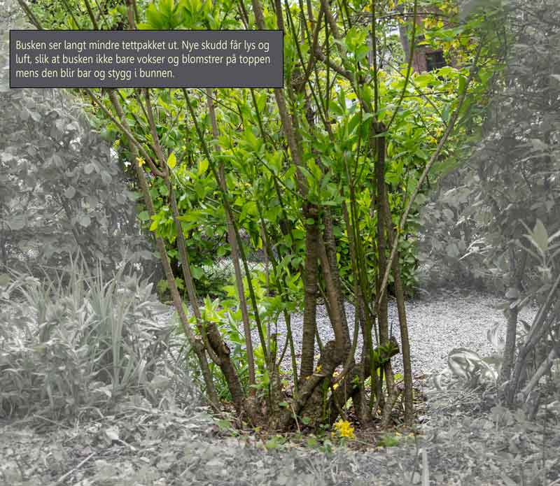 Forsythia_pruning2_