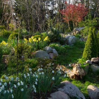 TULIPANER I HAGEN