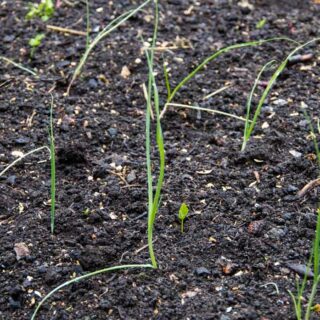 TULIPANER FOR NATURALISERING
