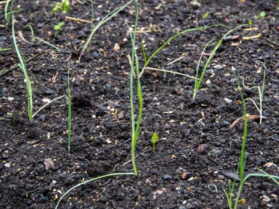 SLIK PLANTER DU PURRE
