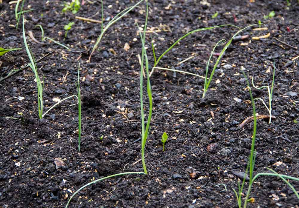 SLIK PLANTER DU PURRE