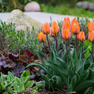 TULIPANER FOR NATURALISERING