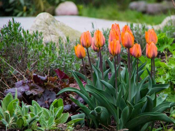 TULIPANER I HAGEN