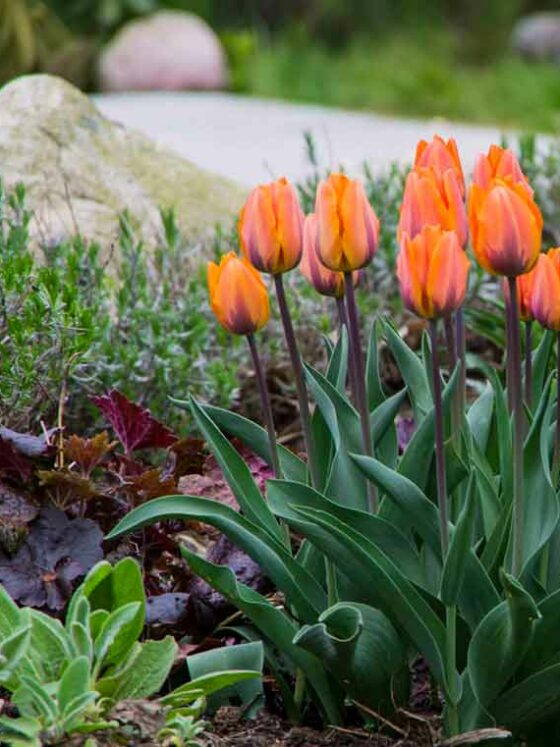 TULIPANER I HAGEN