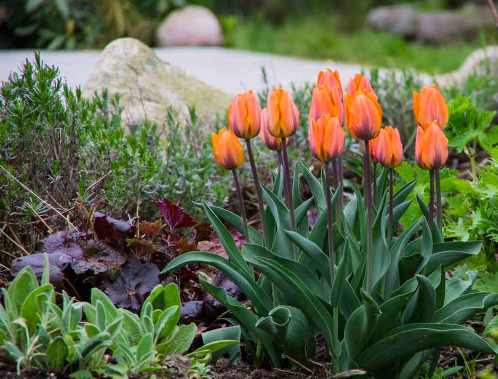 TULIPANER I HAGEN