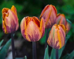 Tulip_princess_Irene_2_