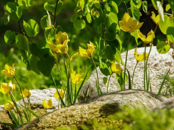 TULIPANER FOR NATURALISERING