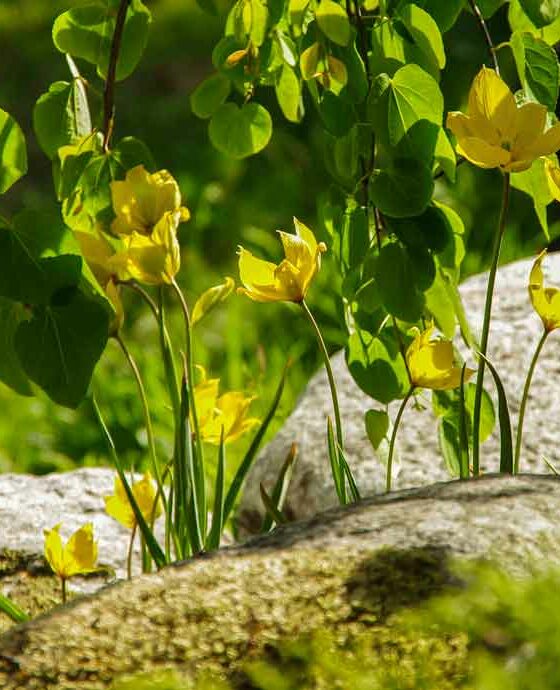 TULIPANER FOR NATURALISERING