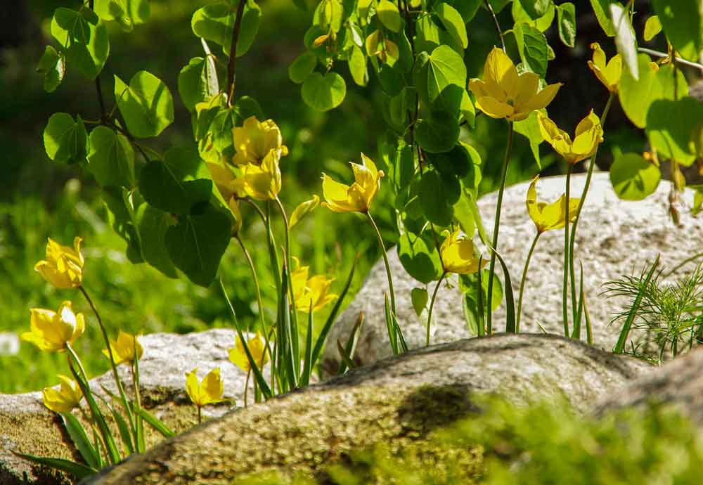 TULIPANER FOR NATURALISERING