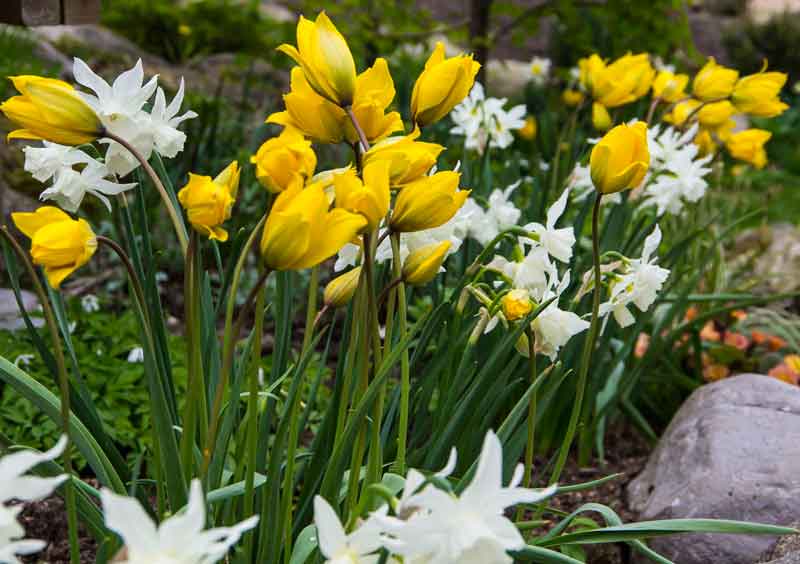 Tulipa_sylvestris_thalia_05_