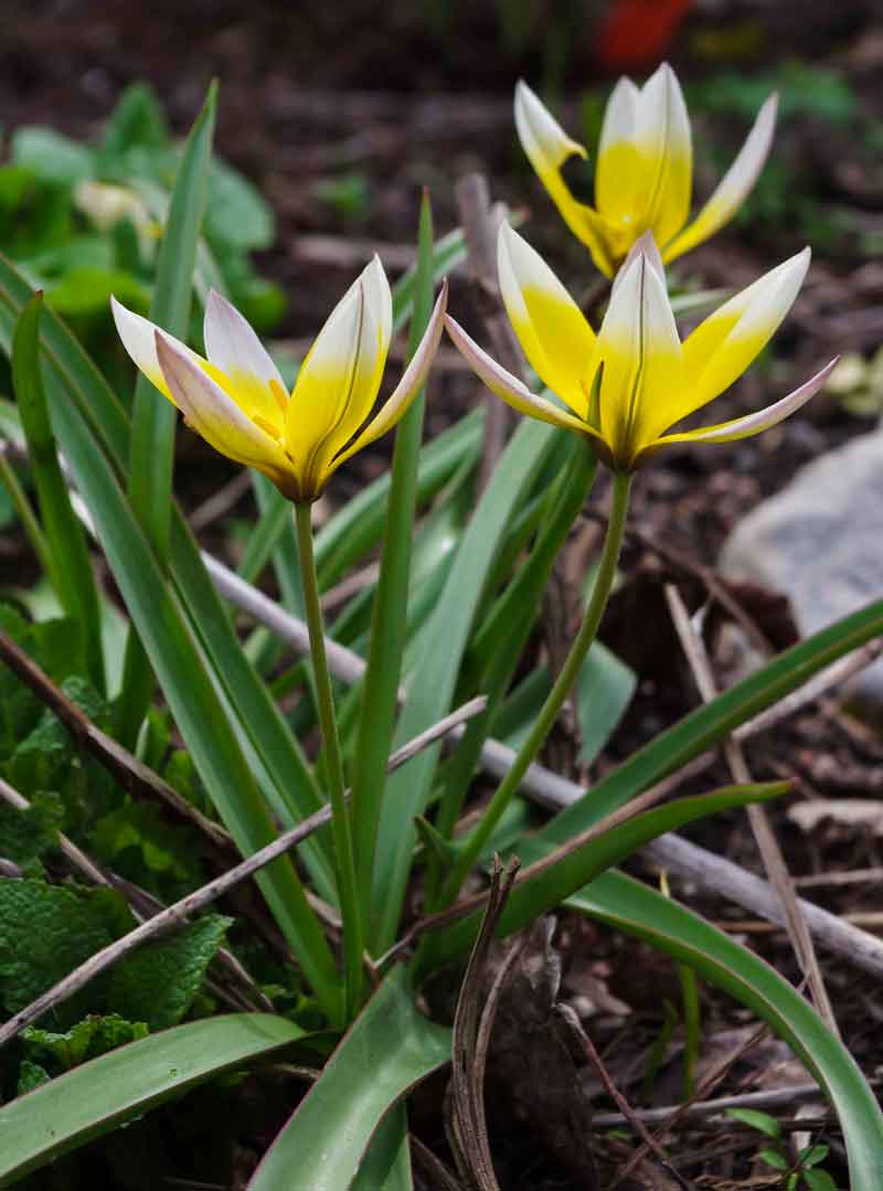 Tulipa_tarda_05_