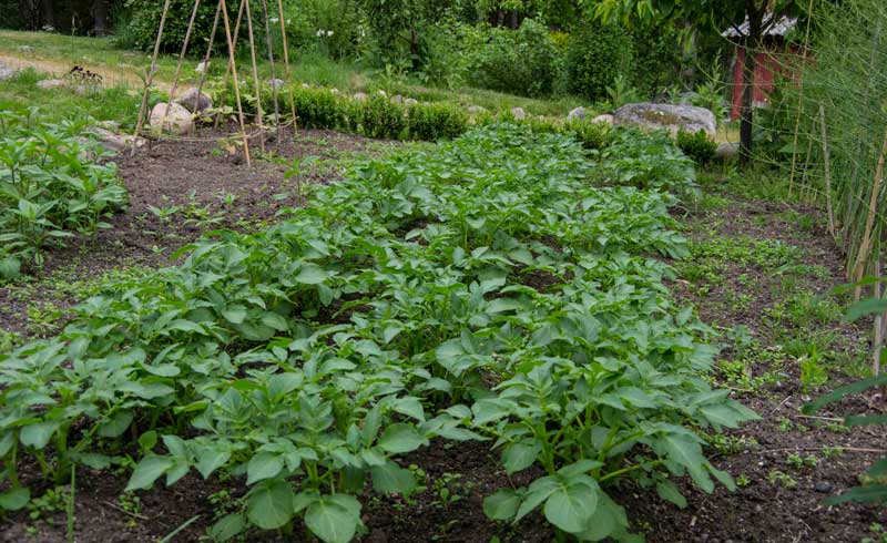 Potetaaker1_