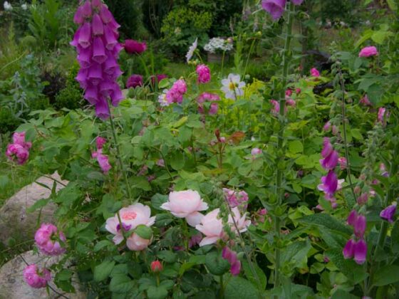 HVORDAN BLE HAGEN SÅ ROSA?