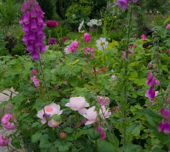 HVORDAN BLE HAGEN SÅ ROSA?