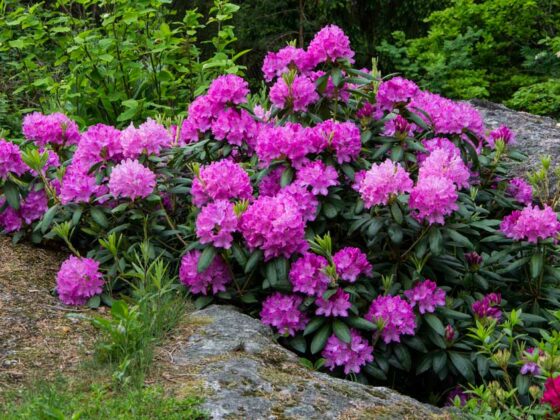 BESKJÆRING AV RHODODENDRON