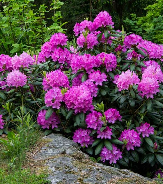 BESKJÆRING AV RHODODENDRON