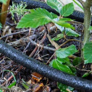 VANNINGSTIPS FOR UTEKRUKKER OG AMPELPLANTER