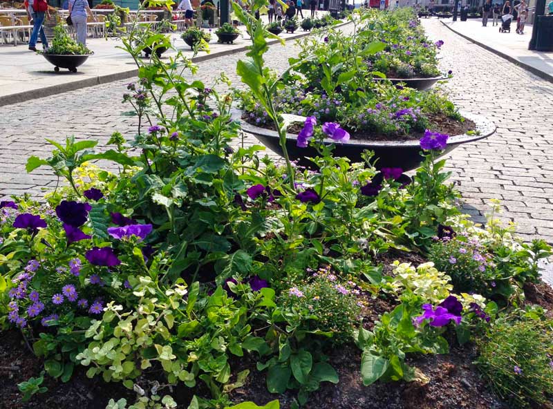 Annuals_in_Oslo_