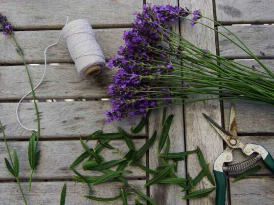 SLIK TØRKER DU LAVENDEL
