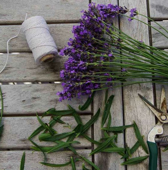 SLIK TØRKER DU LAVENDEL