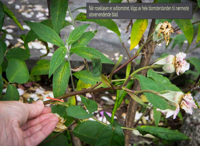 klipper blomsterstandene på roser_