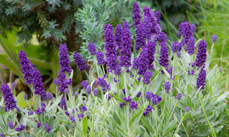 Lavendelblomster_