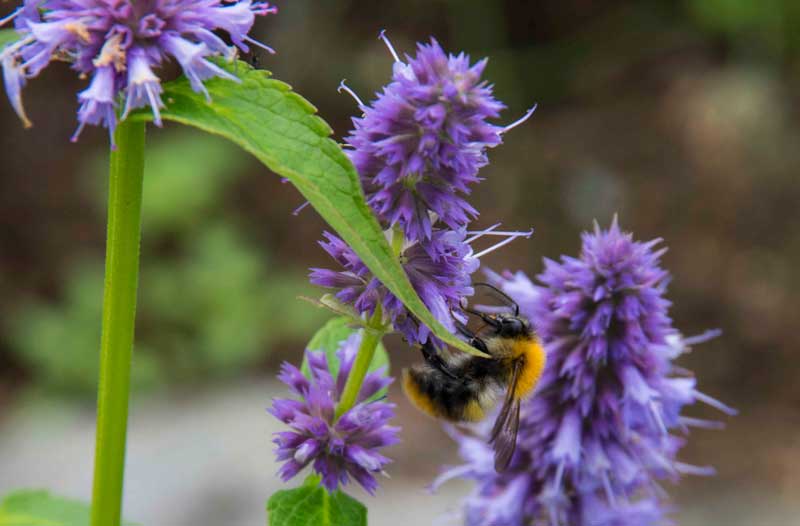 agastache_rugosa and bumblebee_