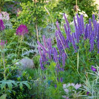 VÅRBLOMSTRENDE LØK MÅ KJØPES INN NÅ