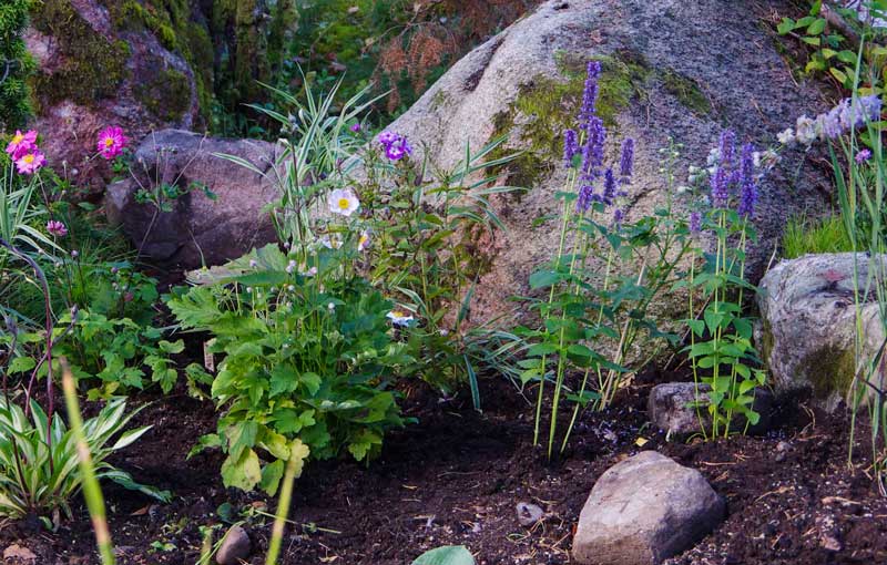 agastache_rugosa_