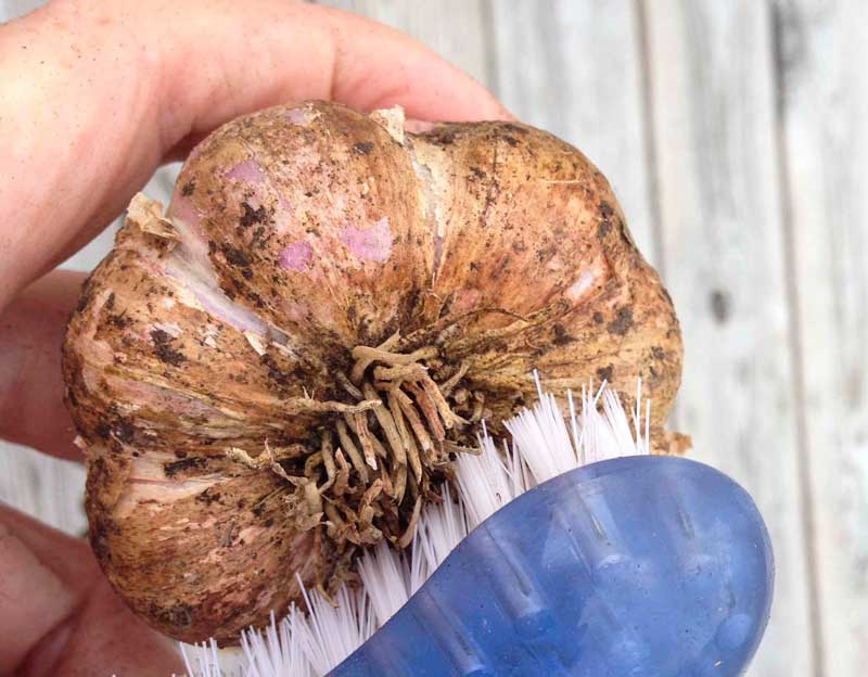Garlic7_