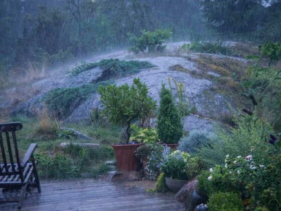 14 DAGER MED REGN