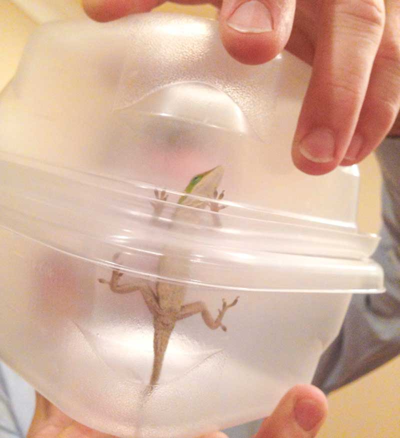 This little guy had moved in when the house was empty. He moved quickly out side again.