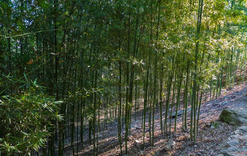 Bambooscreening_