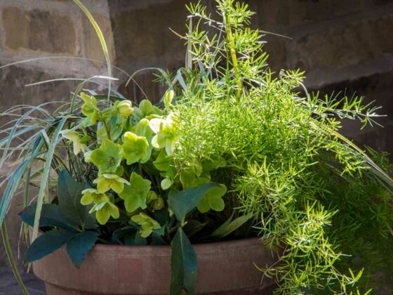 A CAREFREE CONTAINER FOR THE COOL SEASON