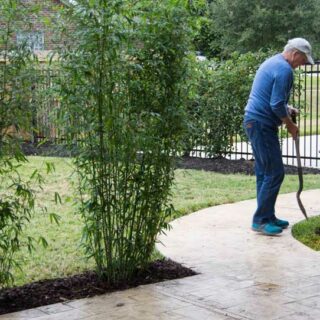 WHERE TO BUY SEEDS ONLINE?