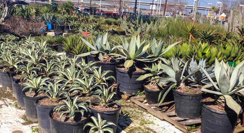 search succulents_5