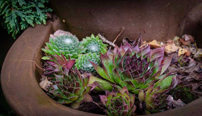 search succulents4_