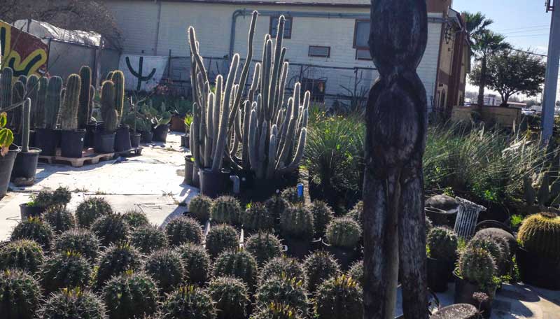 search succulents3_