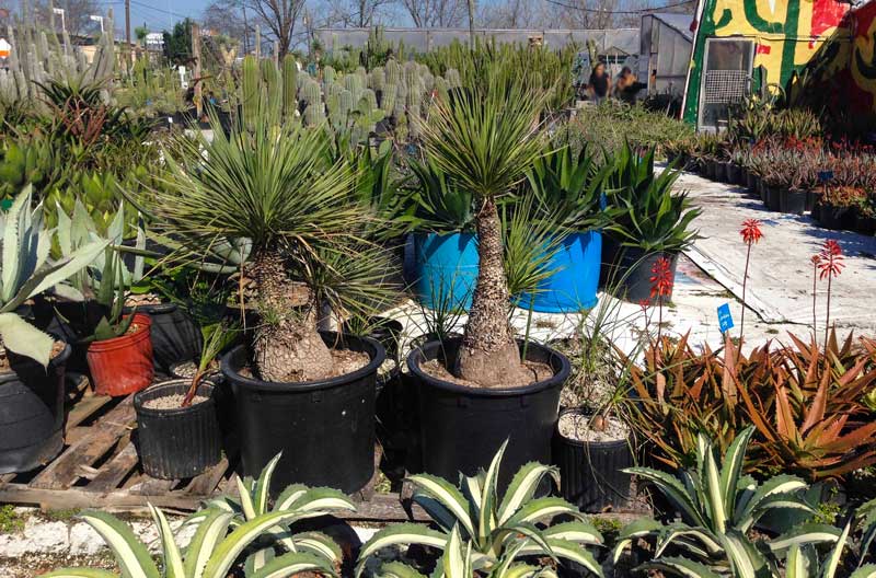 search succulents_