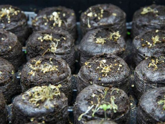 WHY DOES MY  SEEDLINGS DIE?