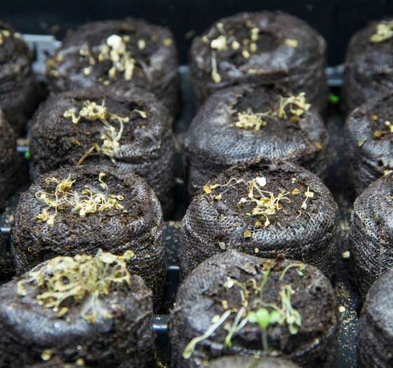 WHY DOES MY  SEEDLINGS DIE?