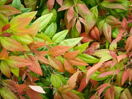 THE LOVELY NANDINA AND WHY I DONT PLANT IT