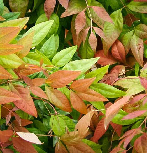 THE LOVELY NANDINA AND WHY I DONT PLANT IT