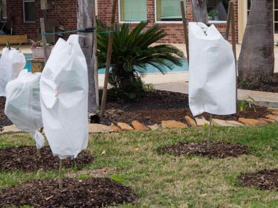 HOW TO COVER UP TENDER PLANTS FAST
