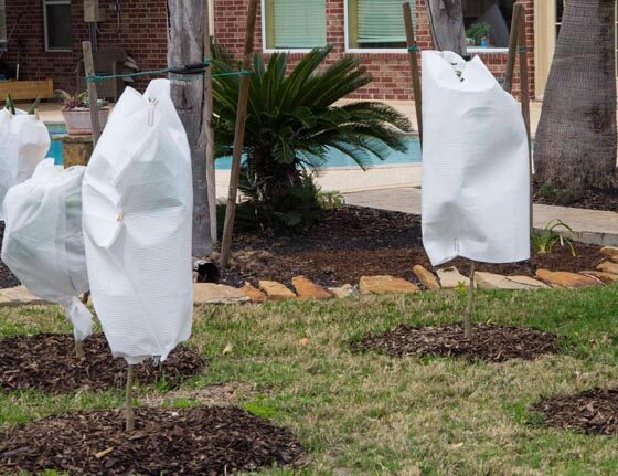 HOW TO COVER UP TENDER PLANTS FAST