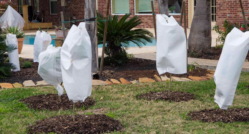 HOW TO COVER UP TENDER PLANTS FAST