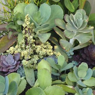 IN SEARCH OF SUCCULENTS