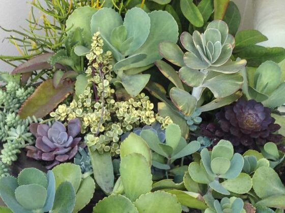 HOW TO PLANT SUCCULENTS IN A CONTAINER