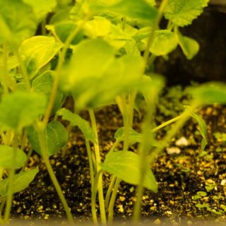 FINDING A GARDEN TREASURE