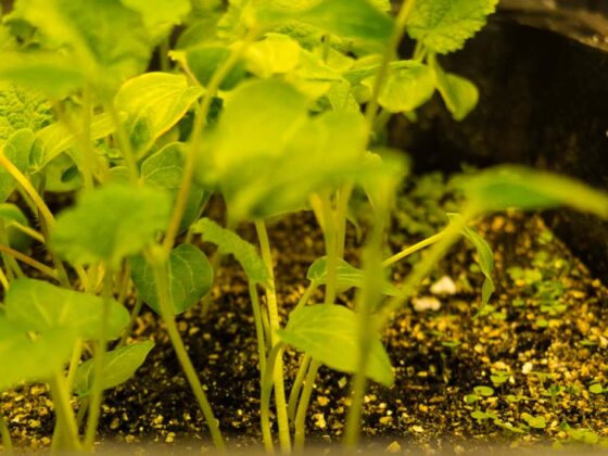 HOW CAN YOU PREVENT YOUR SEEDLINGS FROM WITHERING?
